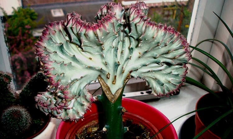 Coral Cactus 6