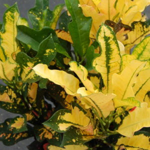 Croton Aurora 3G/10"