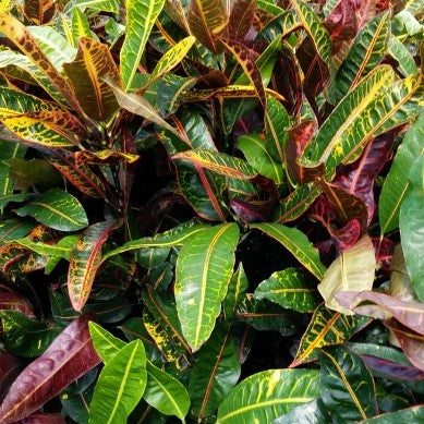 Croton Congo 7G/14