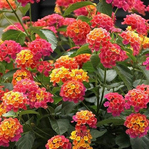 Lantana Confetti 6"