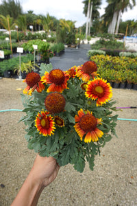 Gaillardia 6"