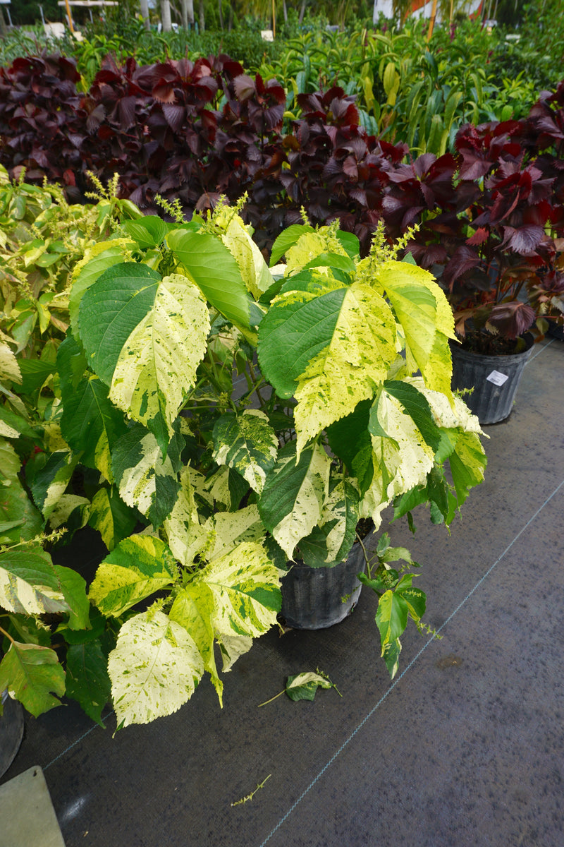 Copperleaf Java White 3G/10