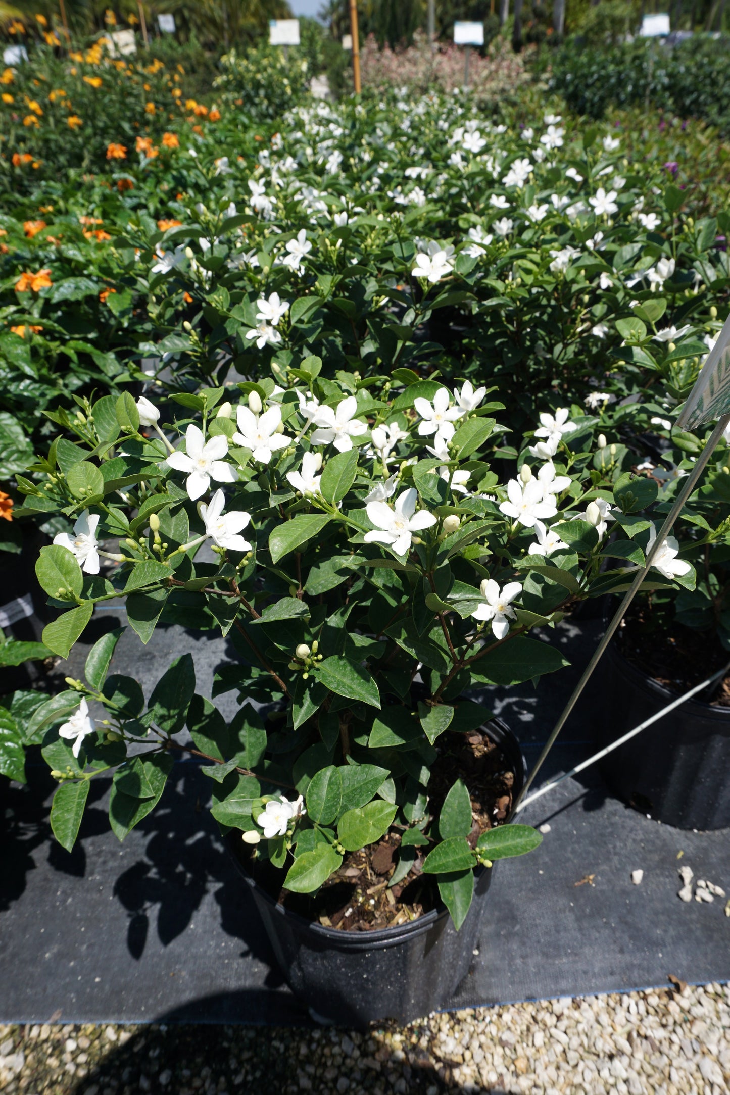 Jasmine Asian Snow 7G/14"