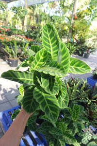 Calathea Zebrina 6"