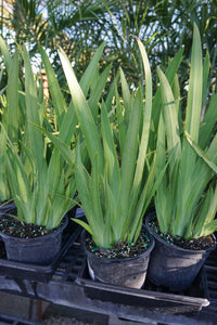 Iris Regina 6''