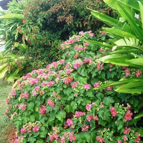 Dombeya Seminole 10