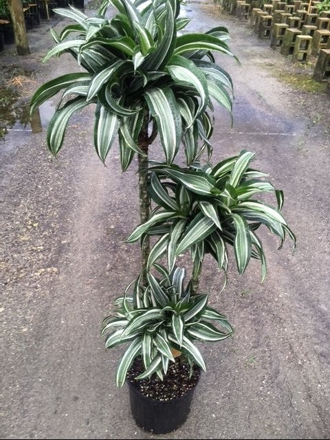 dracaena jade jewel Dracaena Dragon Jade Jewel Cane (3-2-1) 3G/10" – Casaplanta Miami