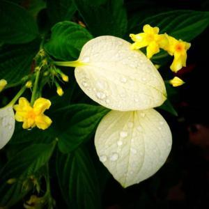 Mussaenda Dwarf Yellow 3G/10