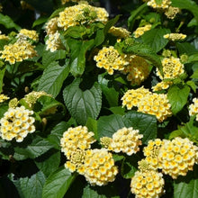 Load image into Gallery viewer, Lantana Esperanta Lemon 6&quot;
