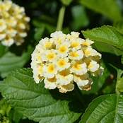 Load image into Gallery viewer, Lantana Esperanta Lemon 6&quot;
