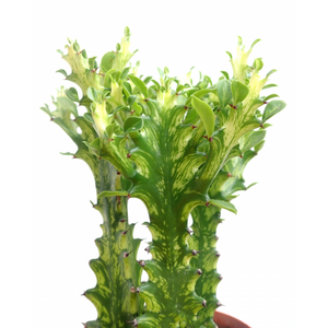 Euphorbia Variegated Marble 4”