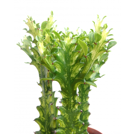 Euphorbia Variegated Marble 4”