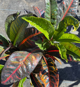 Croton Fantastic 3G/10"