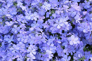 Phlox Blue 4.5"