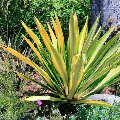 False Agave 3G/10