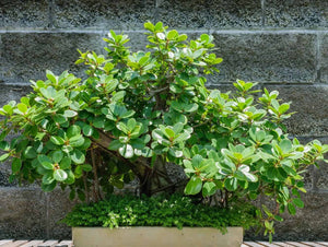 Green Island Ficus 15G/17"