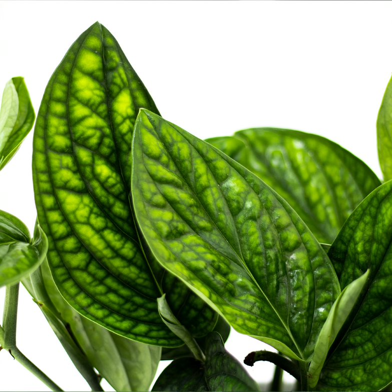 philodendron green sky Philodendron Green Galaxy 6