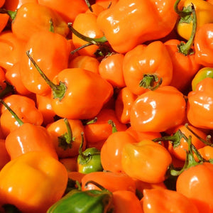 Pepper Habenero Hot 4.5”