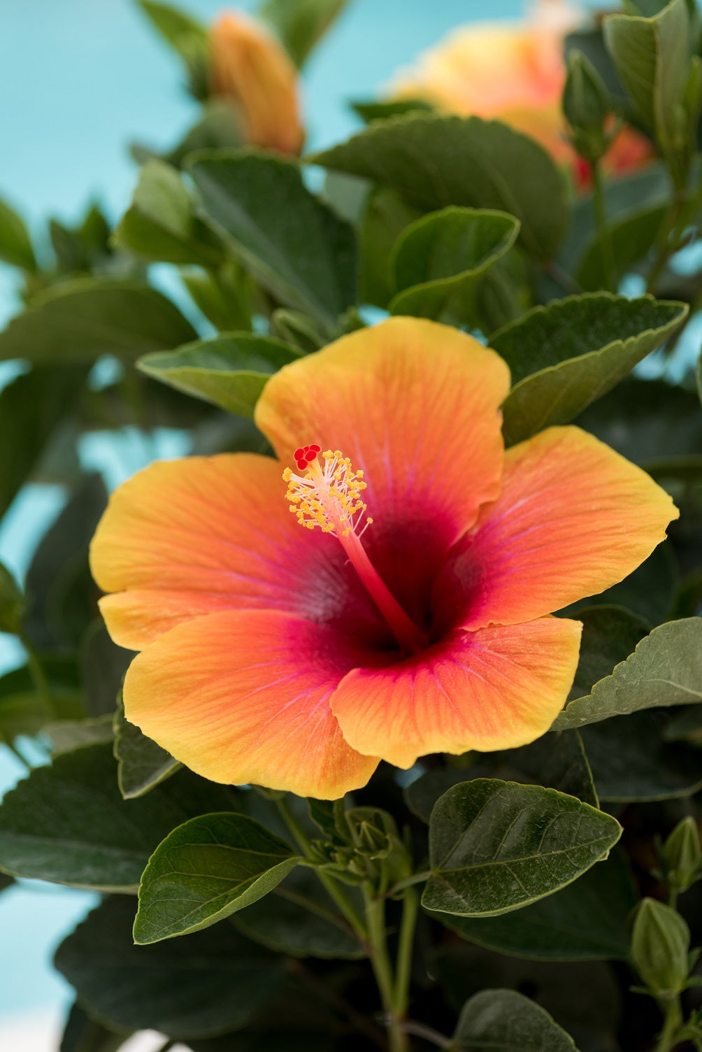 Hibiscus Hollywood 3 Gal