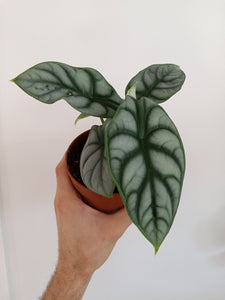 Alocasia Silver Dragon 6"