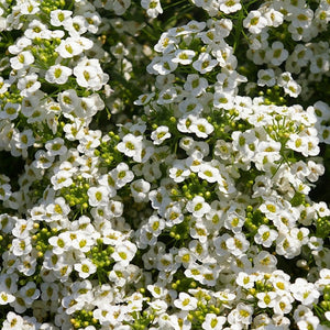 Alyssum Lobularia Snow Princess 6"