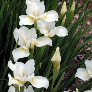 Iris White 10''/3 gal