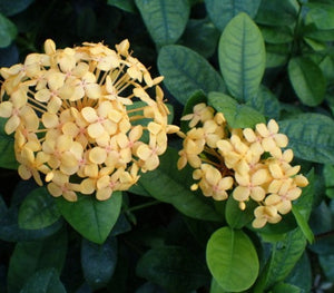 Ixora Maui Yellow Florida Sunset 6"