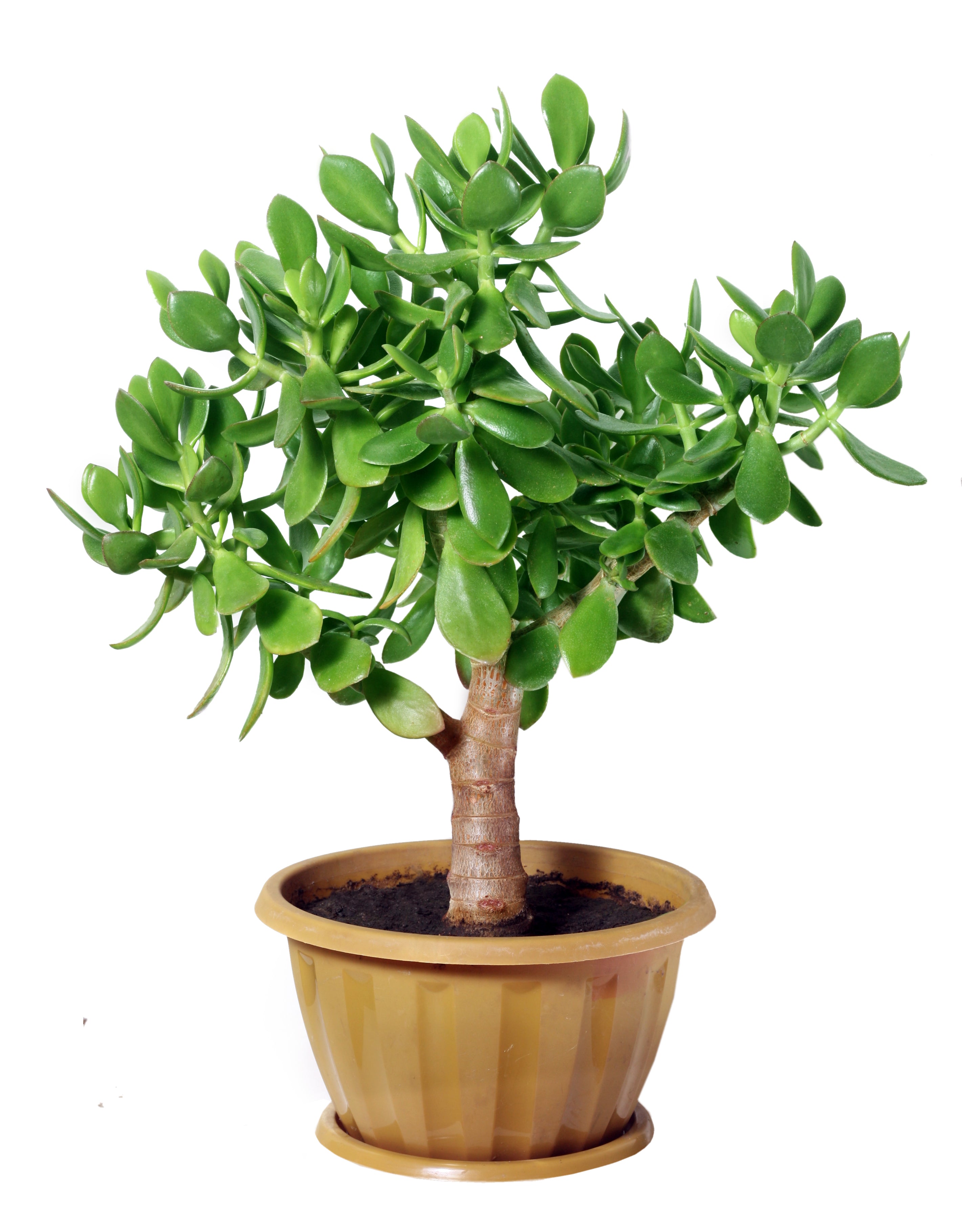 Jade Succulent 4