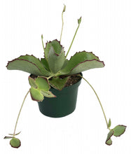 Load image into Gallery viewer, Kalanchoe Synsepala 6&quot;
