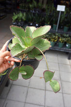 Load image into Gallery viewer, Kalanchoe Synsepala 6&quot;
