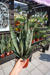 Sansevieria Zeylanica 6"