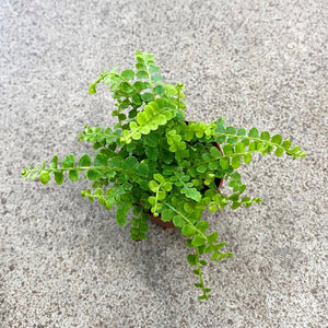 Boston Lemon Button Fern 6"