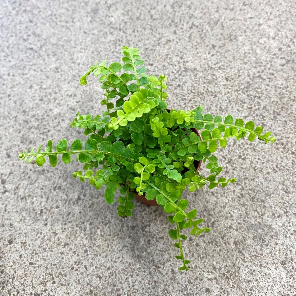 Boston Lemon Button Fern 6