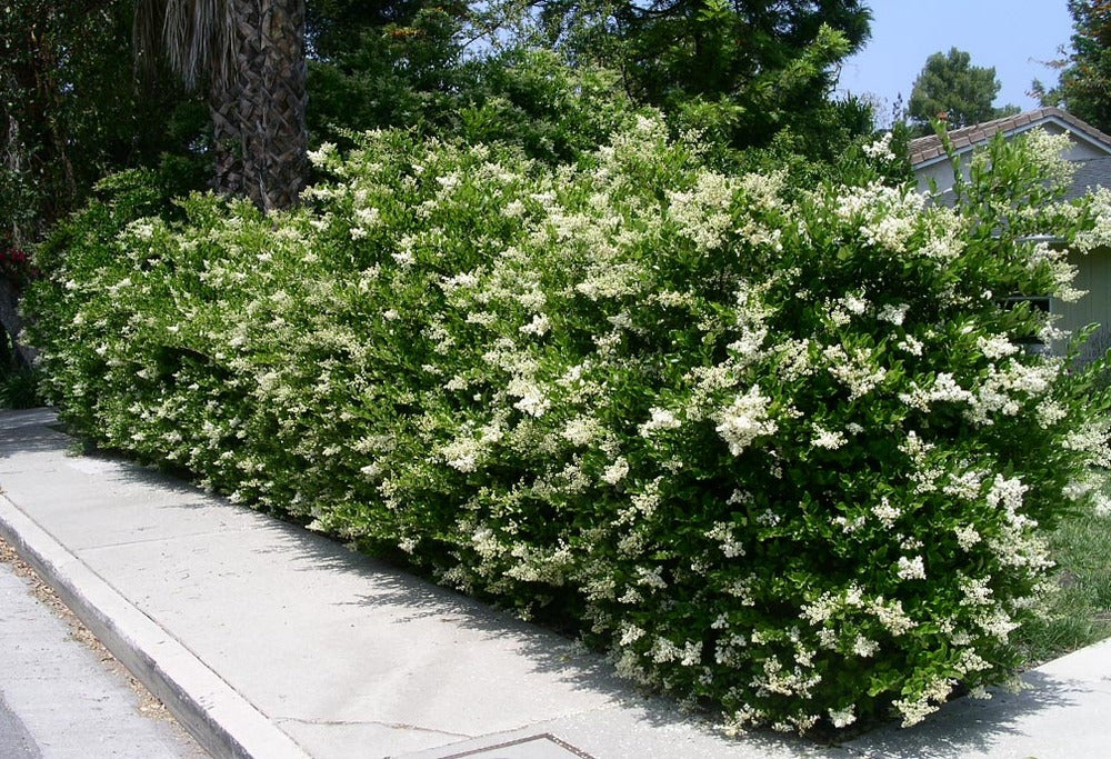 Ligustrum Japonicum 3G/10