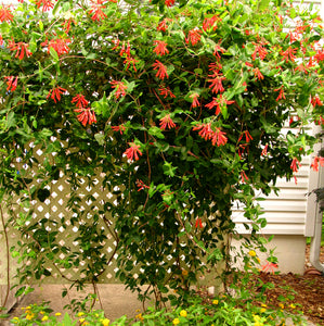 Coral Honeysuckle 3G/10"