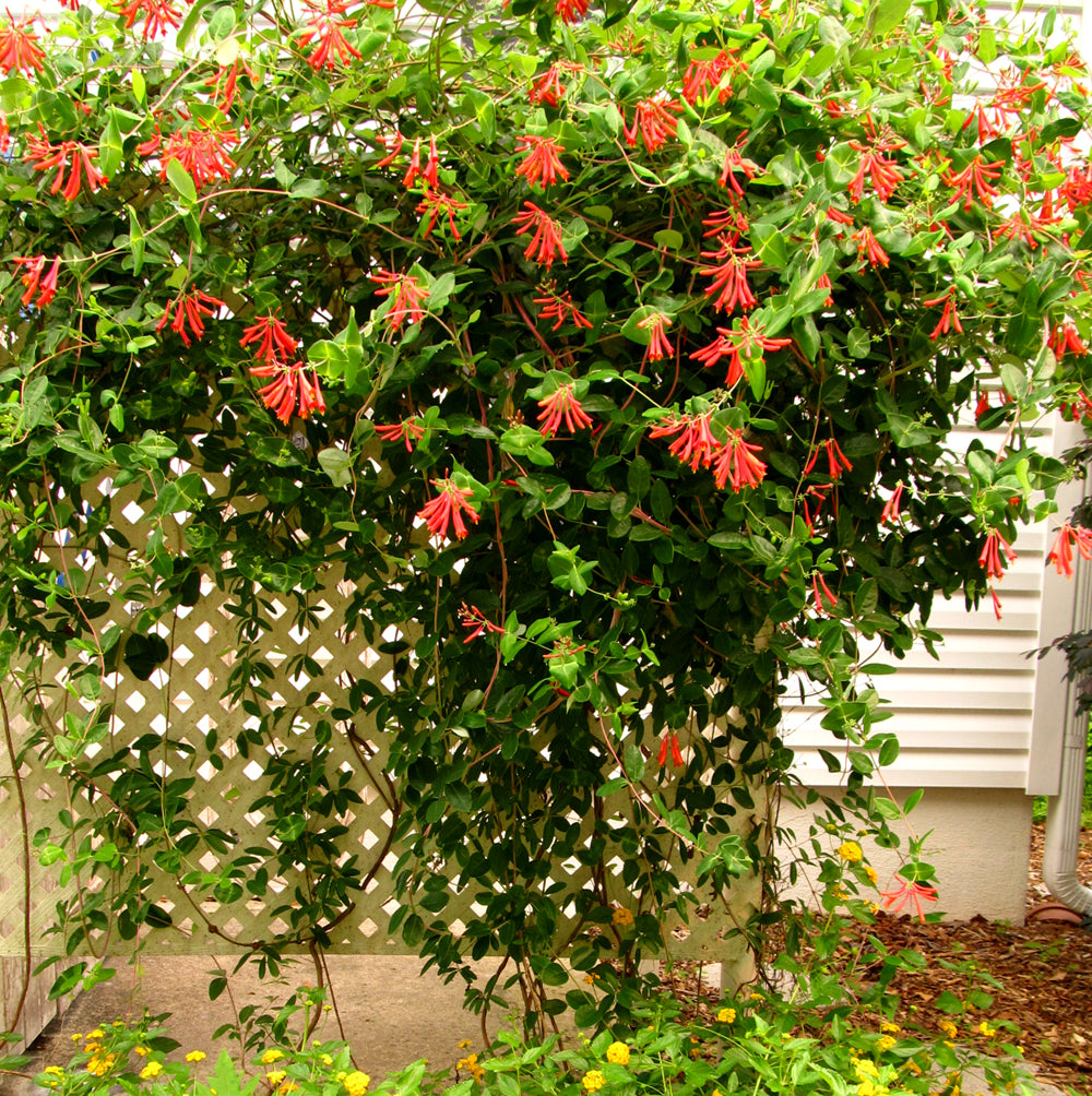 Coral Honeysuckle 3G/10