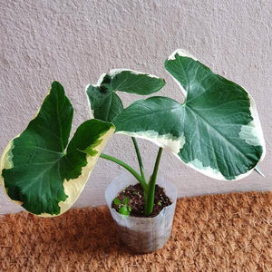 Alocasia Xanthosoma Mickey Mouse 5G/12"