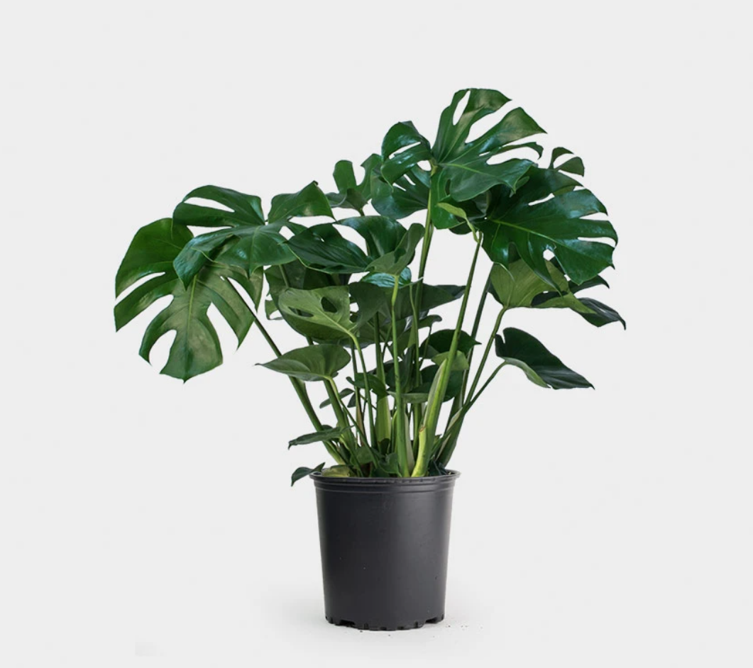 monstera plant miami Monstera Deliciosa 3G/10" – Casaplanta Miami
