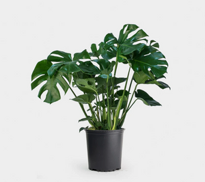 Monstera Deliciosa 3G/10"