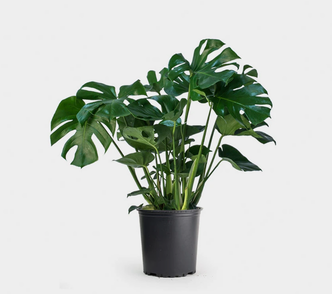 Monstera Deliciosa 3G/10