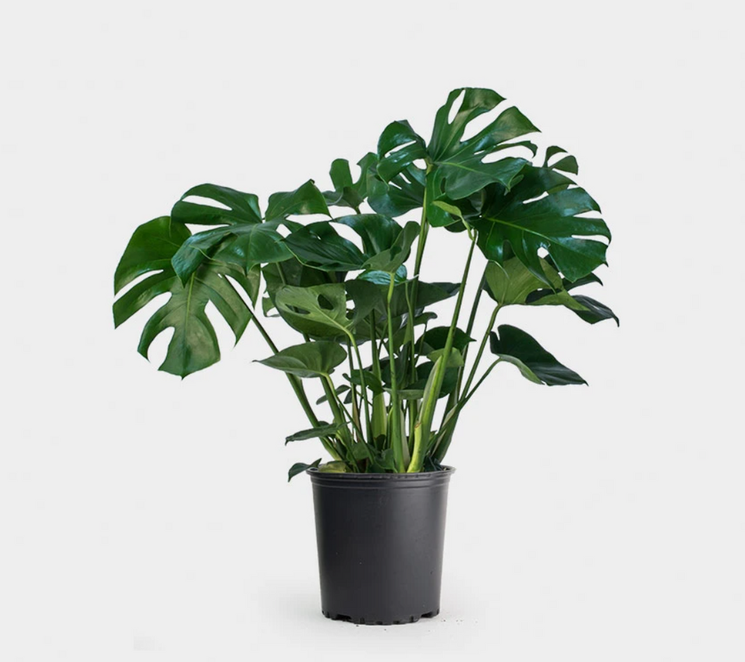monstera deliciosa 30in Monstera Deliciosa 3G/10" – Casaplanta Miami