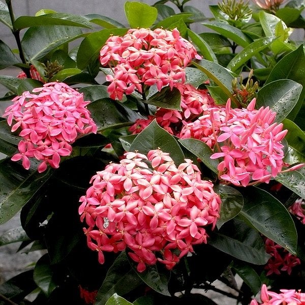 Ixora Nora Grant 3G/10"  Casaplanta Miami