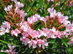 Oleander Bush Petite Pink 10"