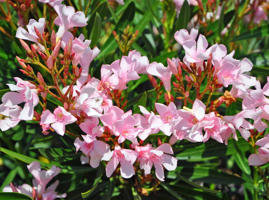 Oleander Bush Petite Pink 10