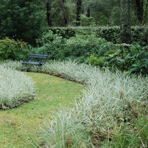 Ophiopogon Aztec Grass 1 QT