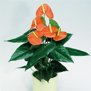 Anthurium Orange 6"