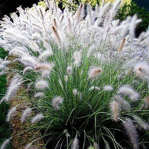 White Fountain Grass 1G/6"