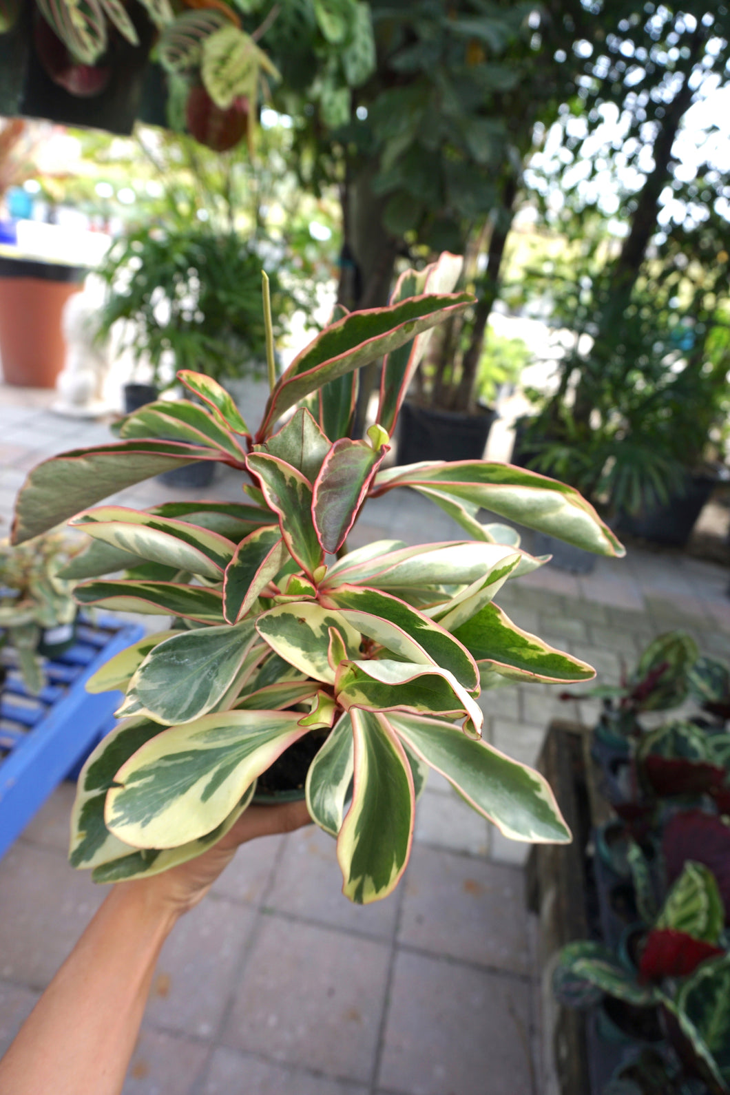 Peperomia Ginny 4”