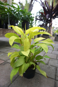 Philodendron Golden Goddess 6"