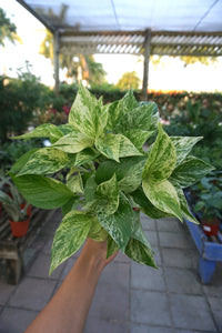 Jade Pothos 6"